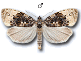 Hedya ochroleucana