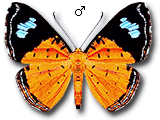 MU