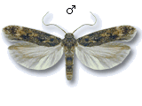 Caryocolum viscariella