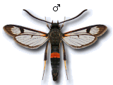 Synanthedon culiciformis