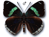 MU