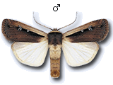 Ochropleura leucogaster