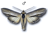 Cuculliinae