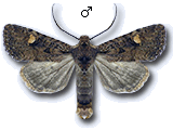 Dryobota labecula