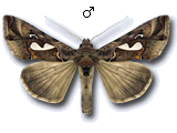 Megalographa biloba