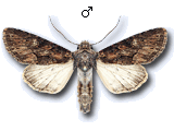 Mniotype solieri