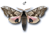 MU