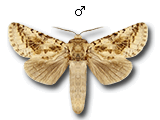 MU
