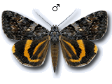 MU