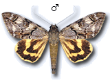 MU