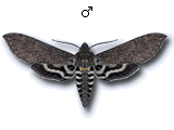 MU