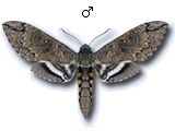 MU