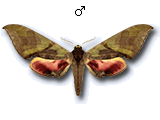 MU