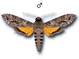 MU