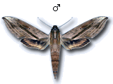 MU