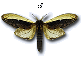 MU