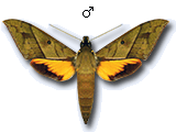 MU