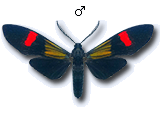 MU