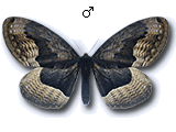 MU