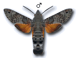 MU