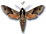 MU