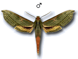 MU