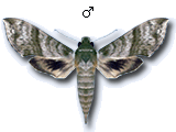 MU