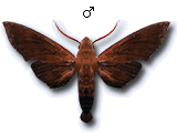 MU