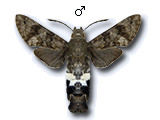 MU