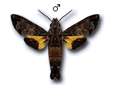 MU
