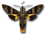 MU