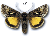 MU