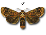 MU