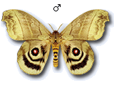 MU