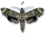MU