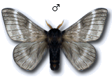 MU