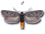 Ethmia aurifluella