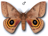 MU