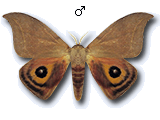 MU