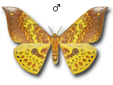 MU