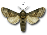 MU