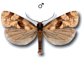 Gynnidomorpha luridana