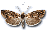 Grapholita (Aspila) lobarzewskii