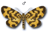 MU