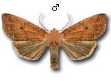 Agrochola (Sunira) circellaris