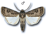 Agrotis (Agrotis) bigramma