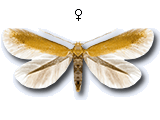 Tischeria dodonaea