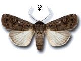 Euxoa (Euxoa) nigrofusca