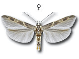 Palumbina guerinii