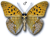MD